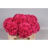 Саженец гортензии крупнолистной Мэджикал Пинк Руби (Magical Pink Ruby): фото и описание