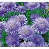 Саженец астры альпийская Виолетта (Violet): фото и описание