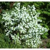 Саженец чубушника (жасмина садового) Букет Бланк (Bouquet Blanc): фото и описание