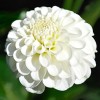 Клубень георгина Ноуфлейк (Snowflake): фото и описание