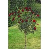 Саженцы розы штамбовой (3 шт.) Роза Блэк Баккара (Black Baccara) : фото и описание