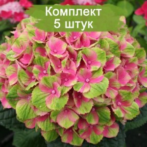 Комплект 5шт / Гортензия Мэджикал Аметист (Magical Amethyst) (крупнолистная)