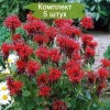 Саженцы монарды гибридной Кембридж Скарлет (Cambridge Scarlet) - 5 шт.: фото и описание