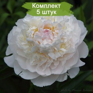 Комплект 5шт / Пион Блаш Квин (Blush Queen)