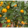 Саженец Мандарина Кераджи (Keraji): фото и описание