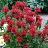 Саженец монарды гибридной Кембридж Скарлет (Cambridge Scarlet): фото и описание