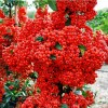 Саженец пираканты Кунтаи (Kuntayi): фото и описание