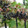 Саженец золотистой смородины Венера: фото и описание
