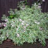 Саженец вейгелы цветущей Вариегата (Variegata): фото и описание