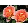 Саженец английской розы Леди оф Шалот (Lady of Shalott): фото и описание
