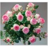 Саженец штамбовой розы Эден Роуз (Eden Rose): фото и описание