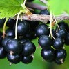 Саженец черной смородины Литвиновская: фото и описание